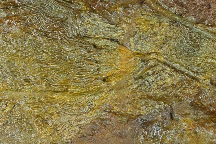 Silurian Fossil Crinoid (Scyphocrinites) Plate - Morocco #134240